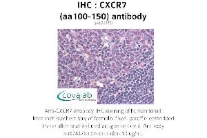 Image no. 1 for anti-Chemokine (C-X-C Motif) Receptor 7 (CXCR7) (AA 100-150) antibody (ABIN1733423) (CXCR7 anticorps  (AA 100-150))