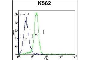 NLK- Antibody (Center) (ABIN652357 and ABIN2841643) flow cytometric analysis of K562 cells (right histogram) compared to a negative control cell (left histogram). (Nemo-Like Kinase anticorps  (AA 275-300))