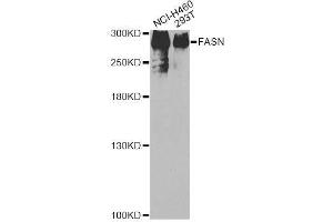 Western blot analysis of extracts of various cell lines, using FASN antibody.
