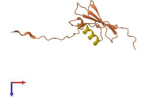 Foxo1 Corepressor (FCOR) (AA 1-106) protein (His tag)