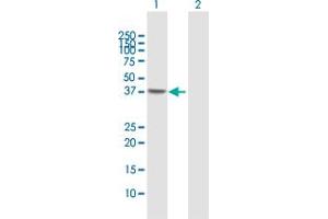 Western Blot analysis of NSDHL expression in transfected 293T cell line by NSDHL MaxPab polyclonal antibody. (NSDHL anticorps  (AA 1-373))