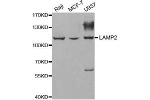 Western blot analysis of extracts of various cell lines, using LAMP2 antibody. (LAMP2 anticorps)