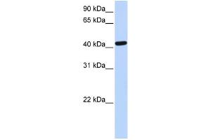 WB Suggested Anti-TARDBP Antibody Titration: 0. (TARDBP anticorps  (N-Term))