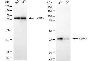 Western blotting analysis using CAPG antibody (ABIN7797864). (Recombinant CAPG anticorps)