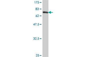 Western Blot detection against Immunogen (65.