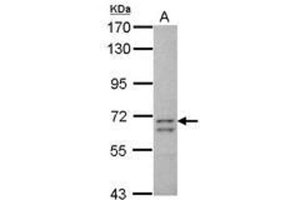 CCDC37 anticorps  (AA 1-141)