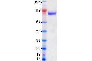 Validation with Western Blot