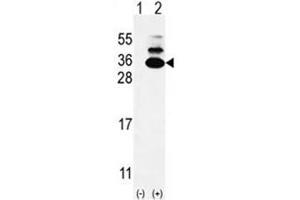 Western blot analysis of C19orf50 (arrow) using rabbit polyclonal C19orf50 Antibody (Center) .