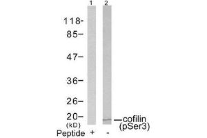 Western blot analysis of extracts from COLO205 cells using cofilin(Phospho-Ser3) Antibody(Lane 2) and the same antibody preincubated with blocking peptide(Lane1). (Cofilin anticorps  (pSer3))