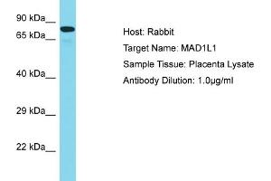 Host: Rabbit Target Name: MAD1L1 Sample Tissue: Human Placenta Antibody Dilution: 1ug/ml (MAD1L1 anticorps  (N-Term))