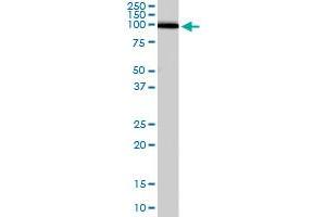 ADAM17 polyclonal antibody  staining (0.