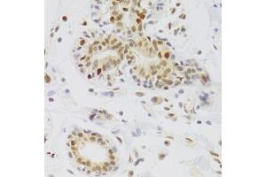 Immunohistochemistry of paraffin-embedded human breast using NASP Antibody.