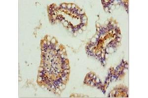 Immunohistochemistry of paraffin-embedded human small intestine tissue using ABIN7154739 at dilution of 1:100 (GNA15 anticorps  (AA 1-374))