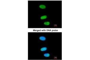 ICC/IF Image Immunofluorescence analysis of paraformaldehyde-fixed HeLa, using SOX13, antibody at 1:200 dilution.