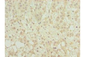 Immunohistochemistry of paraffin-embedded human adrenal gland tissue using ABIN7158923 at dilution of 1:100 (MFSD8 anticorps  (AA 1-40))