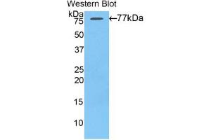 Western blot analysis of the recombinant protein. (AGT anticorps  (AA 35-485))