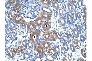 ASS1 antibody was used for immunohistochemistry at a concentration of 4-8 ug/ml to stain Epithelial cells of renal tubule (arrows) in Human Kidney. (ASS1 anticorps  (N-Term))