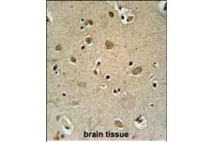 TRIM50 Antibody (C-term) (ABIN651824 and ABIN2840415) immunohistochemistry analysis in formalin fixed and paraffin embedded human brain tissue followed by peroxidase conjugation of the secondary antibody and DAB staining. (TRIM50 anticorps  (C-Term))