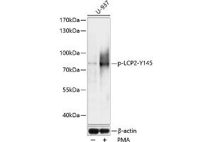 Western blot analysis of extracts of U937 cells, using Phospho-LCP2-Y145 antibody (ABIN7268318) at 1:1000 dilution. (LCP2 anticorps  (pTyr145))