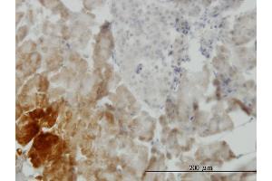 Immunoperoxidase of monoclonal antibody to GDF11 on formalin-fixed paraffin-embedded human pancreas. (GDF11 anticorps  (AA 310-407))