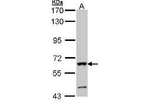 Intestinal Alkaline Phosphatase antibody