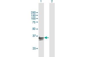 Western Blot analysis of CD300A expression in transfected 293T cell line by CD300A MaxPab polyclonal antibody. (CD300a anticorps  (AA 1-299))