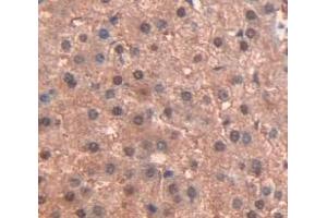 Figure. (PPARG anticorps  (AA 157-274))