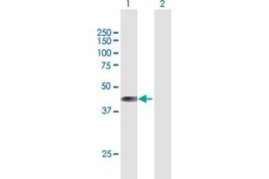 Western Blot analysis of BCKDK expression in transfected 293T cell line by BCKDK MaxPab polyclonal antibody. (BCKDK anticorps  (AA 1-412))