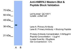 Host:  Rabbit  Target Name:  HNRPA3  Sample Type:  Jurkat  Lane A:  Primary Antibody  Lane B:  Primary Antibody + Blocking Peptide  Primary Antibody Concentration:  0.