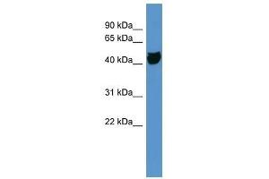 OR1S1 antibody used at 0. (OR1S1 anticorps  (C-Term))