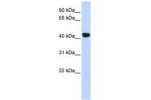 Image no. 1 for anti-Egl-9 Family Hypoxia Inducible Factor 2 (EGLN2) (C-Term) antibody (ABIN6742905) (PHD1 anticorps  (C-Term))