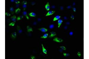 Immunofluorescence staining of Hela cells with ABIN7154715 at 1:167, counter-stained with DAPI. (GNAT2 anticorps  (AA 2-139))