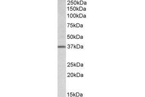 Western Blotting (WB) image for anti-Transcription Factor B2, Mitochondrial (TFB2M) (Internal Region) antibody (ABIN2464480) (TFB2M anticorps  (Internal Region))