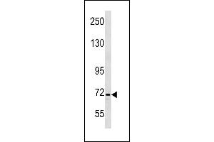 INTS9 Antibody (C-term) (ABIN1881462 and ABIN2843278) western blot analysis in K562 cell line lysates (35 μg/lane). (INTS9 anticorps  (C-Term))