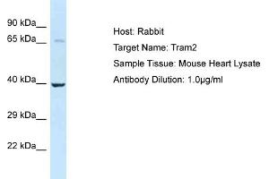 Host: Rabbit Target Name: Tram2 Sample Type: Mouse Heart lysates Antibody Dilution: 1. (TRAM2 anticorps  (C-Term))