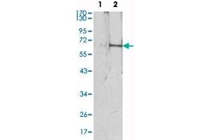 Western blot analysis using EPO monoclonal antibody, clone 4F11  against HEK293 (1) and EPO-hIgGFc transfected HEK293 (2) cell lysate. (EPO anticorps)