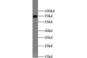Western blot analysis of HepG2 cells subjected to SDS PAGE using VANGL2 antibody (1/1000). (VANGL2 anticorps)