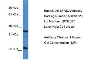 Western Blotting (WB) image for anti-serine/arginine-Rich Splicing Factor 2 (SRSF2) (C-Term) antibody (ABIN2788766) (SRSF2 anticorps  (C-Term))