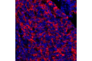 Immunofluorescence (IF) image for anti-5'-Nucleotidase, Ecto (CD73) (NT5E) (AA 27-552) antibody (ABIN7449540)