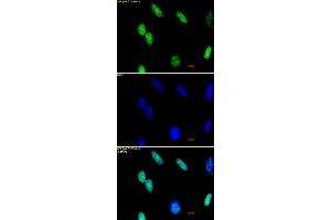 Histone H3 dimethyl Lys36 antibody tested by immunofluorescence. (Histone 3 anticorps  (H3K36me2))