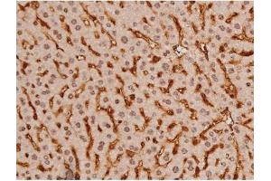 ABIN6269133 at 1/200 staining Mouse liver tissue sections by IHC-P. (KIT anticorps  (Internal Region))