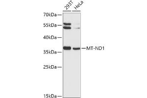 Western blot analysis of extracts of various cell lines, using MT-ND1 antibody (ABIN1680918, ABIN3019409, ABIN3019410 and ABIN6220887) at 1:1000 dilution. (MT-ND1 anticorps  (AA 1-100))