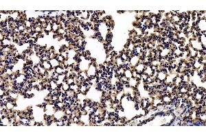 Detection of CAV1 in Mouse Lung Tissue using Polyclonal Antibody to Caveolin 1 (CAV1)