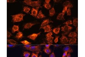 Immunofluorescence analysis of C6 cells using PTCD1 Polyclonal Antibody at dilution of 1:100. (PTCD1 anticorps)