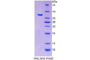 SDS-PAGE analysis of Human PCDHb15 Protein. (PCDHB15 Protéine)