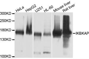 Western blot analysis of extracts of various cell lines, using IKBKAP antibody (ABIN4904025) at 1:1000 dilution. (IKAP/p150 anticorps)