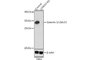 Western blot analysis of extracts from normal (control) and Galectin 3/Galectin 3/LG knockout (KO) HeLa cells, using Galectin 3/Galectin 3/LG antibody (ABIN6130437, ABIN6143158, ABIN6143159 and ABIN7101422) at 1:1000 dilution. (Galectin 3 anticorps  (AA 1-250))