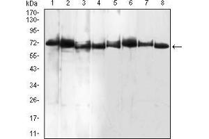 Western blot analysis using BMP7 mouse mAb against Raw264.