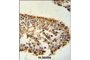 ERO1LB Antibody immunohistochemistry analysis in formalin fixed and paraffin embedded mouse testis tissue followed by peroxidase conjugation of the secondary antibody and DAB staining. (ERO1LB anticorps  (C-Term))