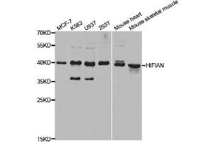 Western blot analysis of extracts of various cell lines, using HIF1AN antibody. (HIF1AN anticorps  (AA 1-349))